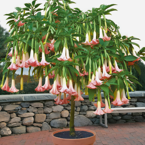 Nasiona-Brugmansji-Wonnej-Brugmansia-Suaveolens (2).png