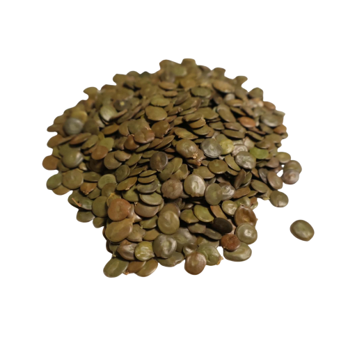 Nasiona-Akacji-Katechu-Acacia-Catechu (5).png