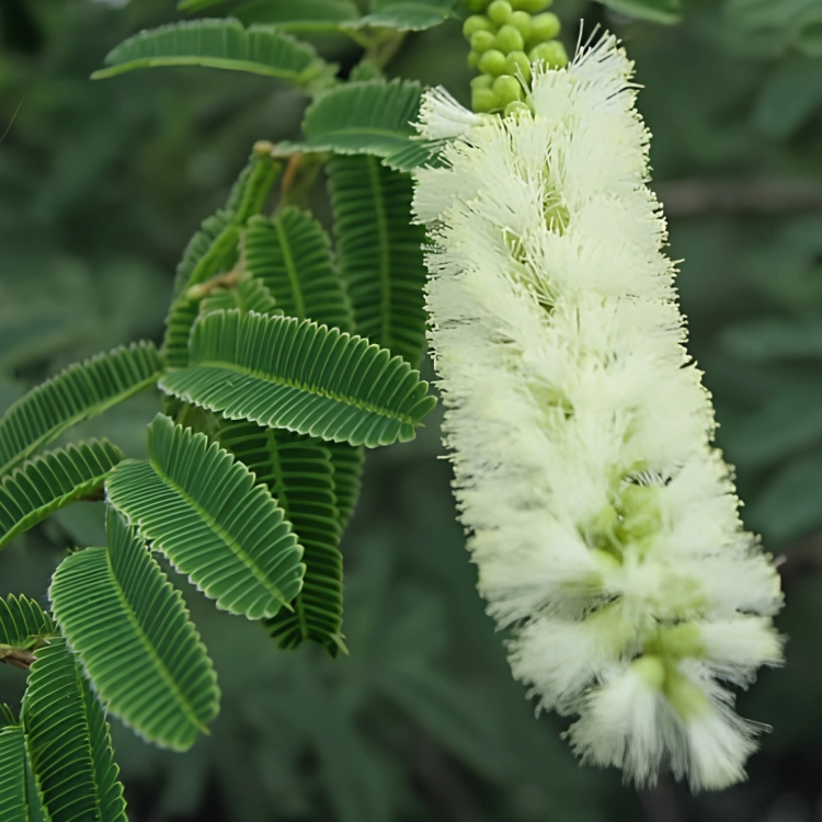 Nasiona-Akacji-Katechu-Acacia-Catechu (4).png