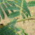 Nasiona-Akacji-Katechu-Acacia-Catechu (3).png