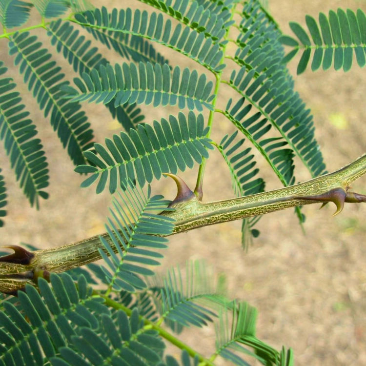 Nasiona-Akacji-Katechu-Acacia-Catechu (3).png