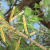 Nasiona-Akacji-Katechu-Acacia-Catechu (2).png