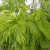 Nasiona-Akacji-Katechu-Acacia-Catechu (1).png