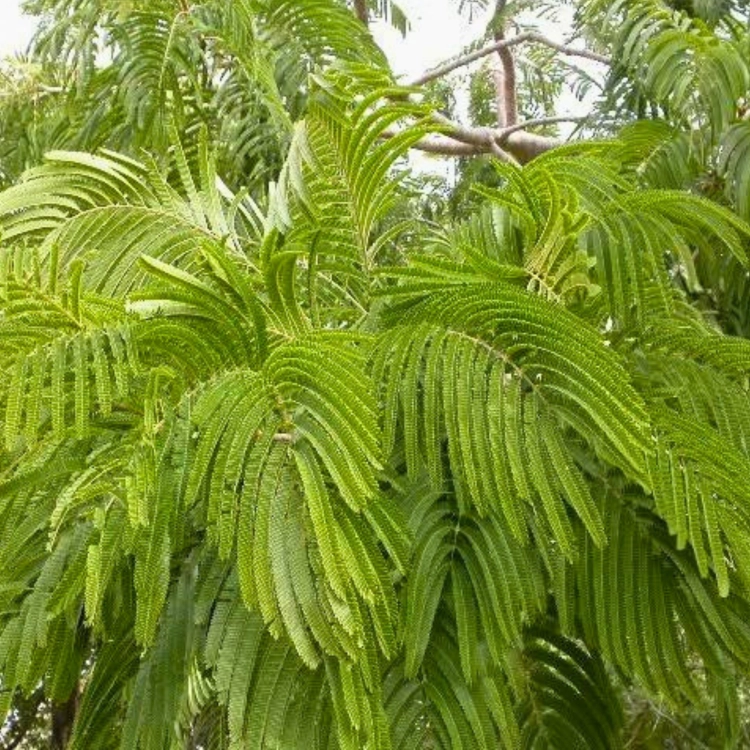 Nasiona-Akacji-Katechu-Acacia-Catechu (1).png