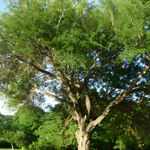 Nasiona-Akacji-Katechu-Acacia-Catechu.png