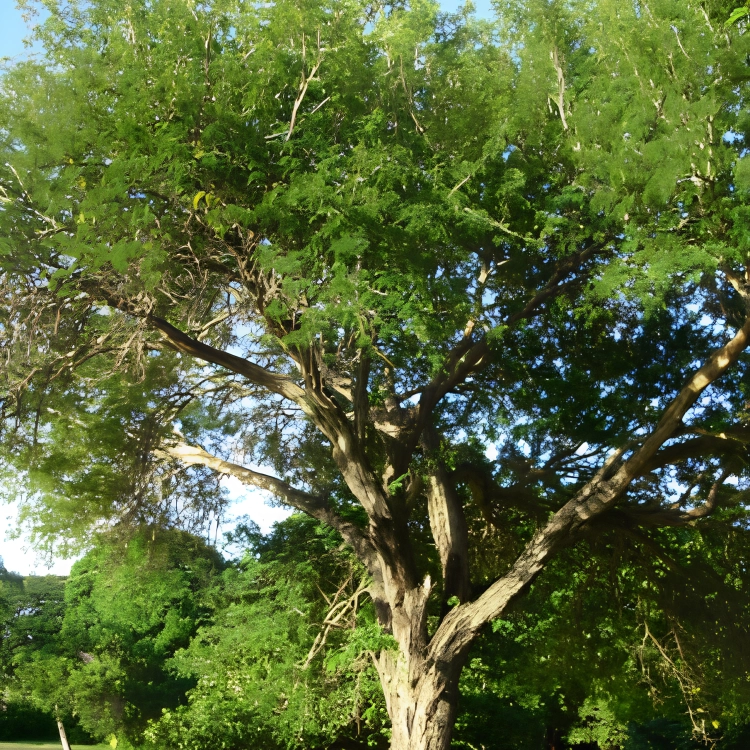 Nasiona-Akacji-Katechu-Acacia-Catechu.png