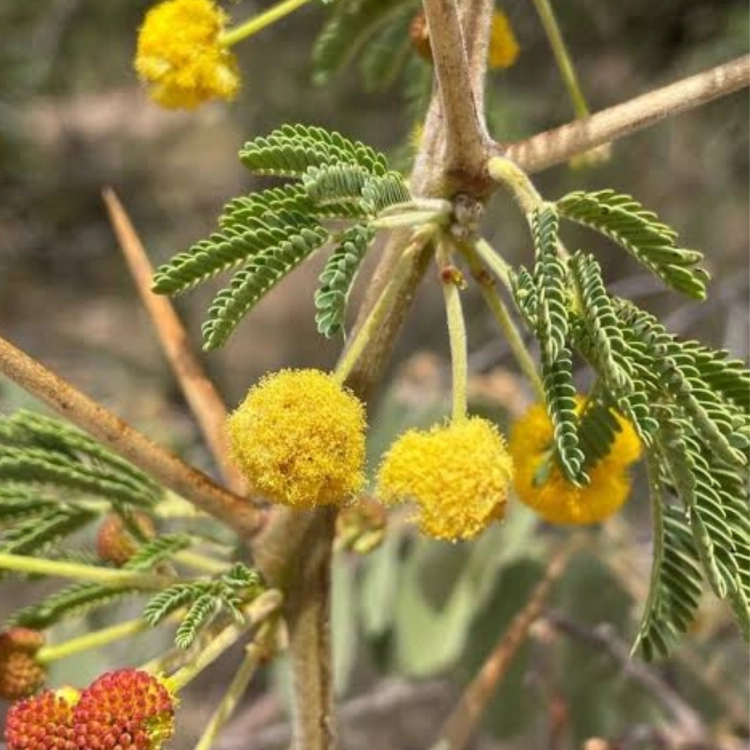 Nasiona-Akacji-Nilowej-Acacia-Arabica (4).png