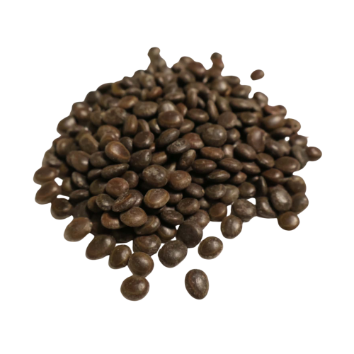 Nasiona-Akacji-Nilowej-Acacia-Arabica (3).png