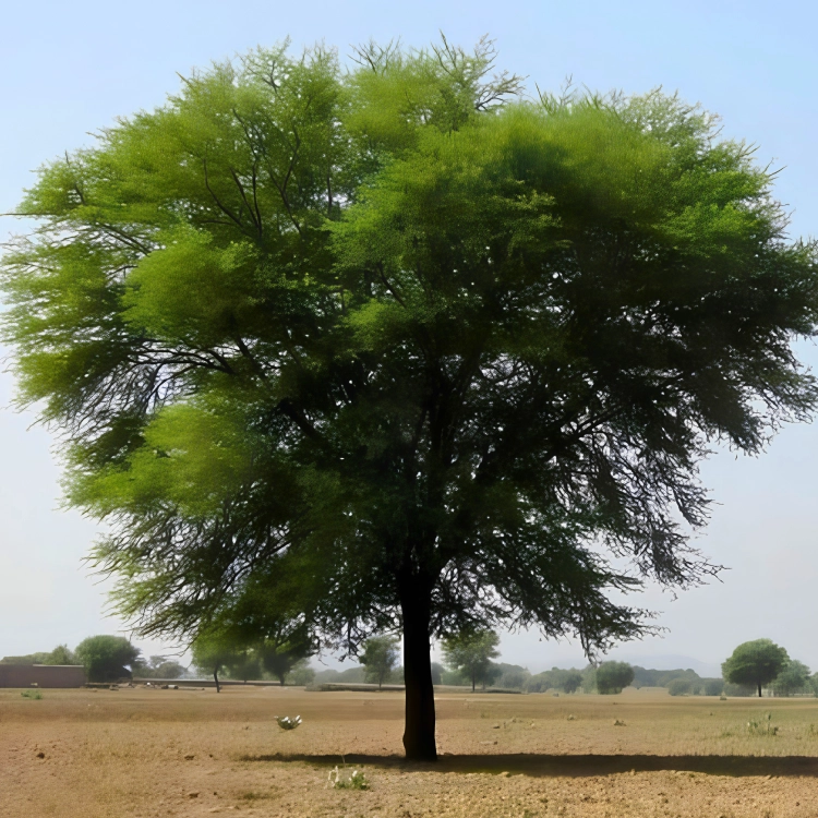 Nasiona-Akacji-Nilowej-Acacia-Arabica (2).png