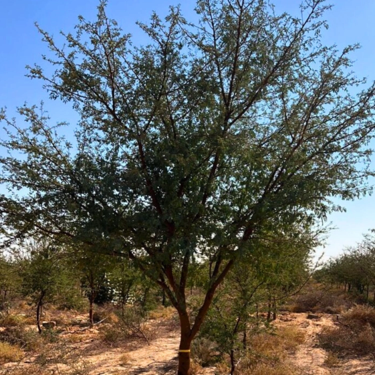 Nasiona-Akacji-Nilowej-Acacia-Arabica (1).png