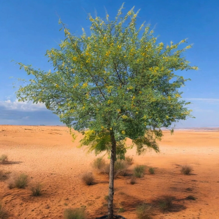 Nasiona-Akacji-Nilowej-Acacia-Arabica.png
