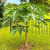 Nasiona-Papai–Carica-Papaya (5).png
