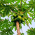 Nasiona-Papai–Carica-Papaya (4).png
