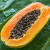 Nasiona-Papai–Carica-Papaya (3).png