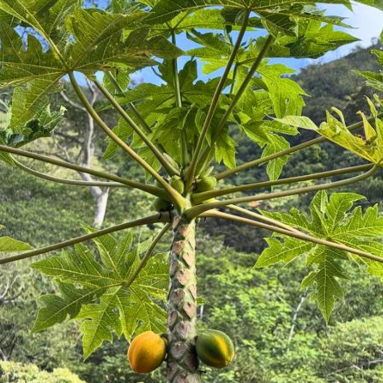 Nasiona-Papai–Carica-Papaya (2).png