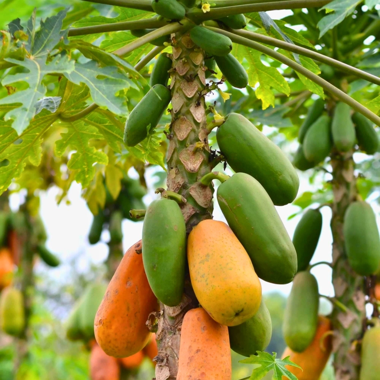 Nasiona-Papai–Carica-Papaya (1).png