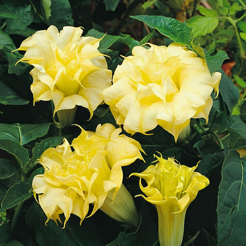 Nasiona-Bielunia-Golden-Queen-Datura-Golden-Queen (1).png