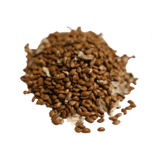 Nasiona-Kiwi-Actinidia-Deliciosa (6).png