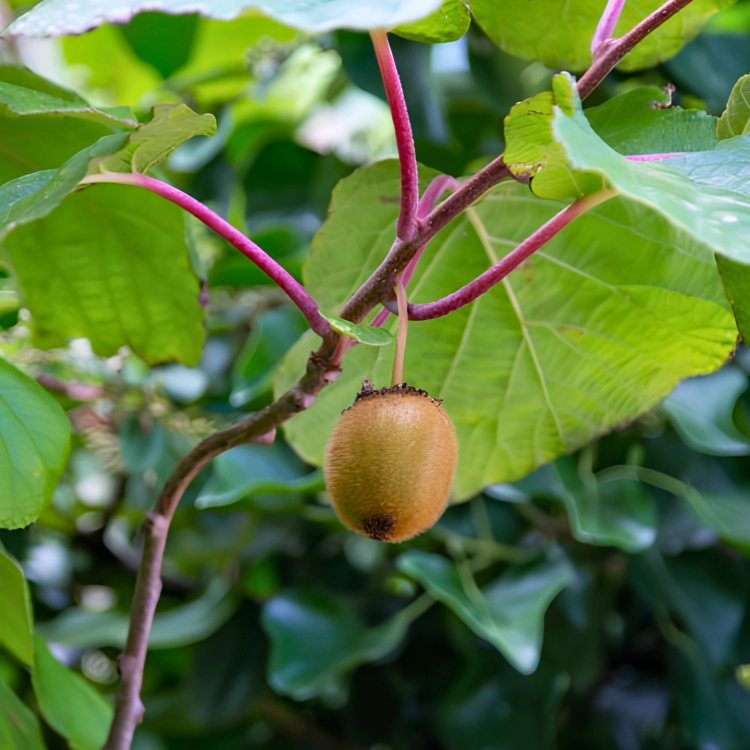 Nasiona-Kiwi-Actinidia-Deliciosa (5).png
