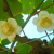 Nasiona-Kiwi-Actinidia-Deliciosa (4).png