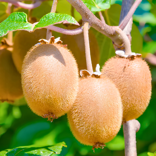 Nasiona-Kiwi-Actinidia-Deliciosa (3).png