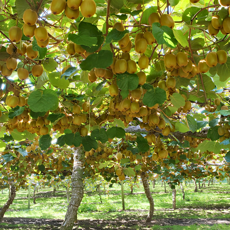 Nasiona-Kiwi-Actinidia-Deliciosa (1).png