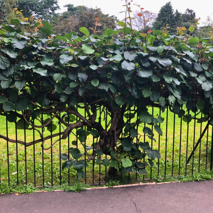 Nasiona-Kiwi-Actinidia-Deliciosa.png