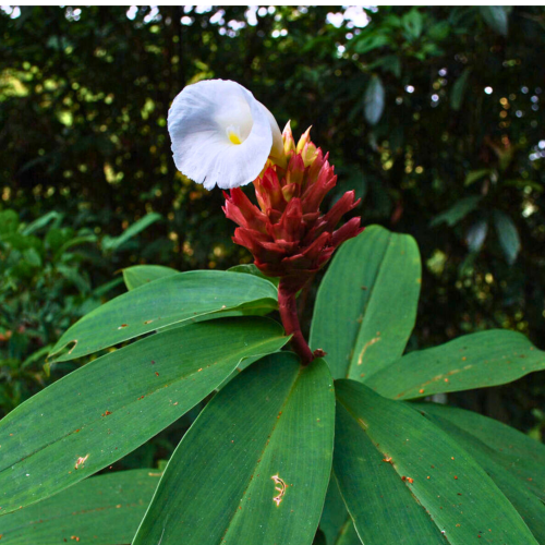 Nasiona-Hellenia-Lacera–Costus-Lacerus (3).png