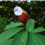 Nasiona-Hellenia-Lacera–Costus-Lacerus (3).png
