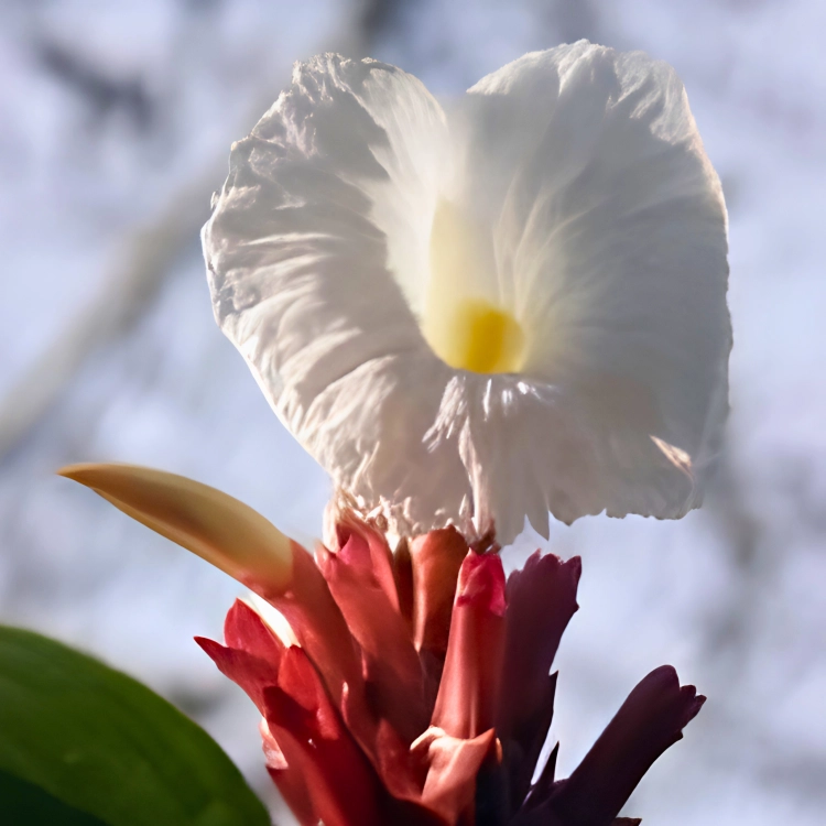 Nasiona-Hellenia-Lacera–Costus-Lacerus (1).png