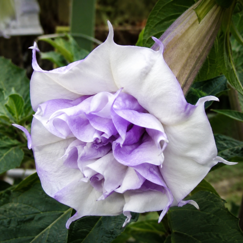Nasiona-Bielunia-Surmikwiatu-‘Aquamarine’–Datura-Metel-‘Aquamarine’ (2).png