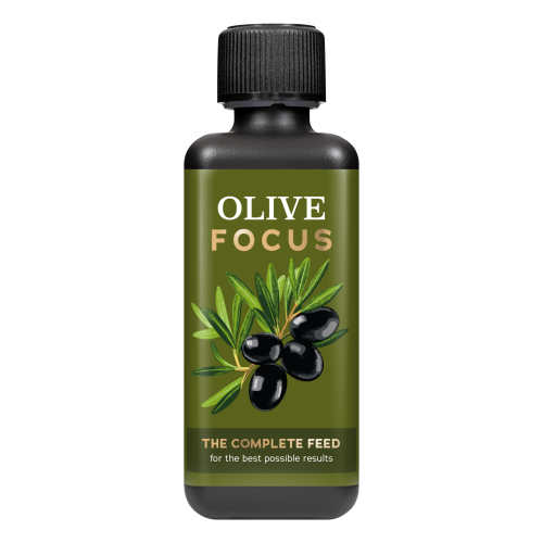 Olive Focus 300.png