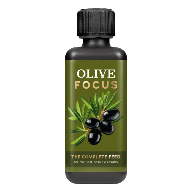 Olive Focus 300.png