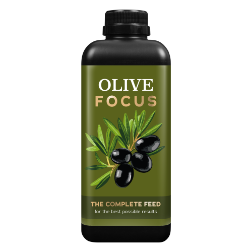 Olive Focus 1l (1).png
