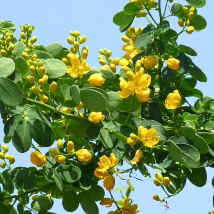 Nasiona-Senna-Bicapsularis–Cassia-Bicapsularis (4).png