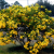 Nasiona-Senna-Bicapsularis–Cassia-Bicapsularis (3).png