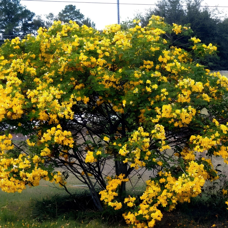 Nasiona-Senna-Bicapsularis–Cassia-Bicapsularis (3).png