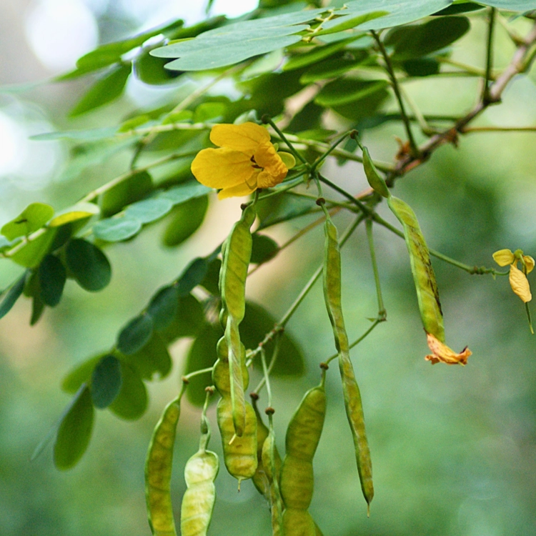 Nasiona-Senna-Bicapsularis–Cassia-Bicapsularis (2).png
