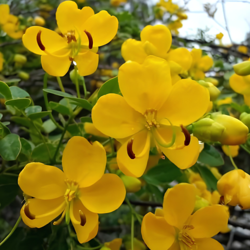 Nasiona-Senna-Bicapsularis–Cassia-Bicapsularis (1).png