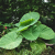 Nasiona-Kolokazji-Olbrzymiej–Leucocasia-Gigantea (5).png