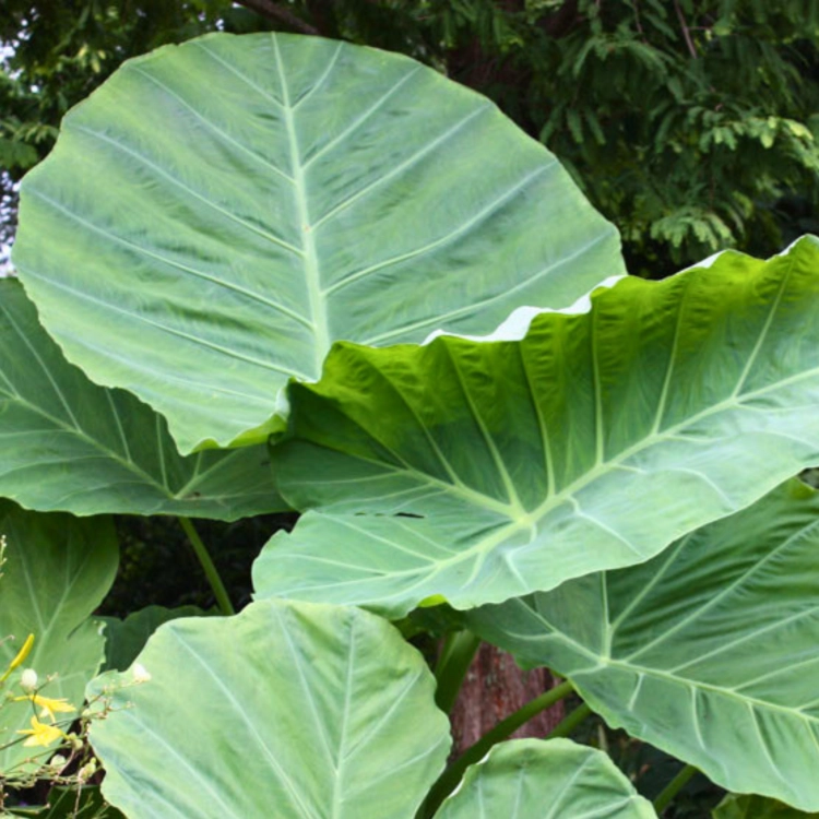 Nasiona-Kolokazji-Olbrzymiej–Leucocasia-Gigantea.png