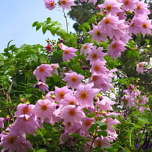 Nasiona-Dalii-olbrzymiej–Dahlia-Imperialis (5).png