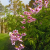 Nasiona-Dalii-olbrzymiej–Dahlia-Imperialis (4).png