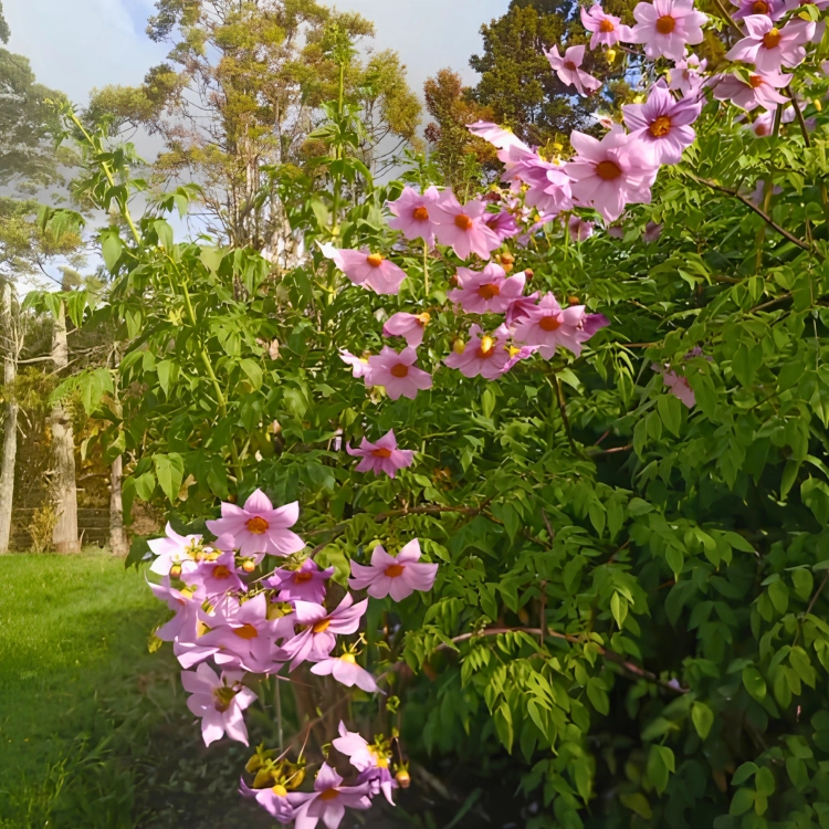 Nasiona-Dalii-olbrzymiej–Dahlia-Imperialis (4).png