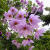 Nasiona-Dalii-olbrzymiej–Dahlia-Imperialis (3).png