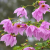 Nasiona-Dalii-olbrzymiej–Dahlia-Imperialis (2).png