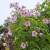 Nasiona-Dalii-olbrzymiej–Dahlia-Imperialis (1).png