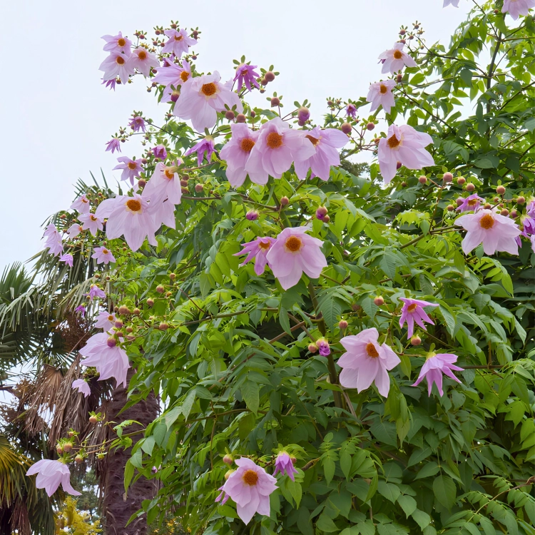 Nasiona-Dalii-olbrzymiej–Dahlia-Imperialis (1).png