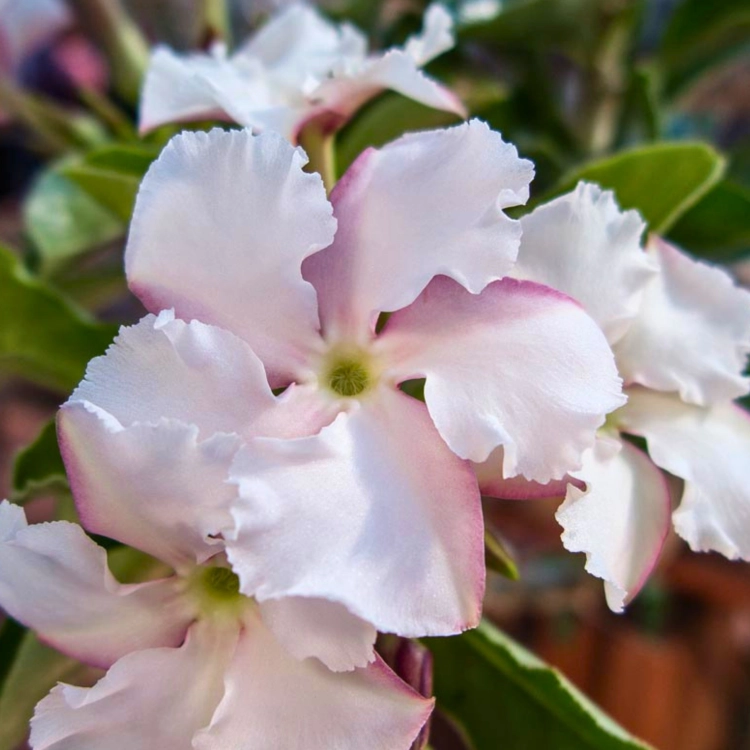 Nasiona-Pachypodium-Saundersa–Pachypodium-Saundersii (5).png