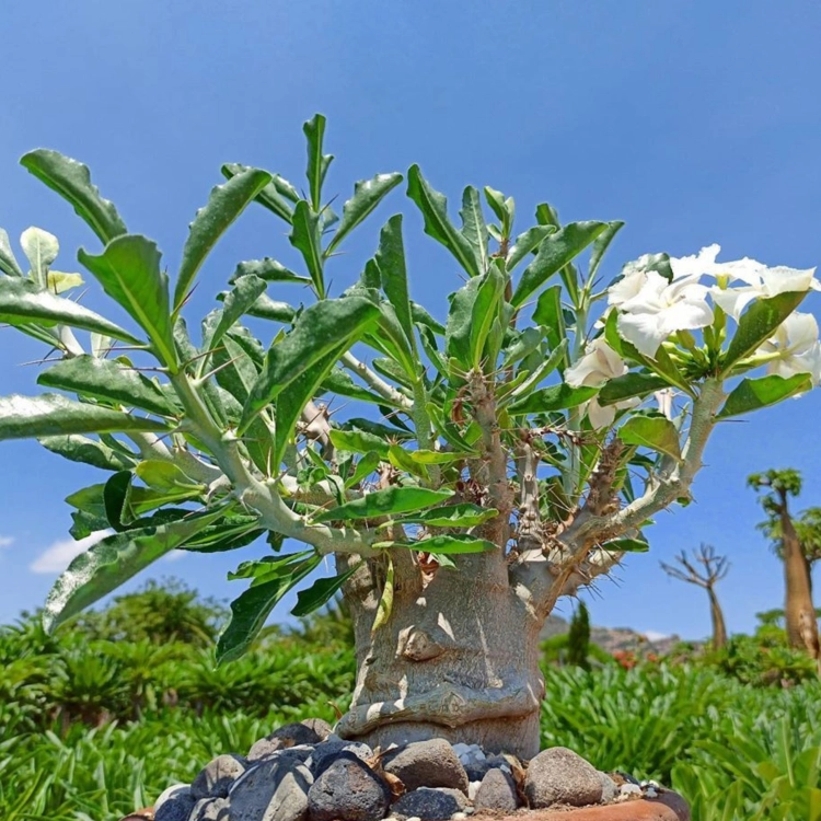 Nasiona-Pachypodium-Saundersa–Pachypodium-Saundersii (4).png